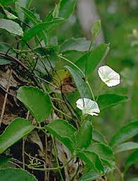 Image result for Aniseia martinicensis