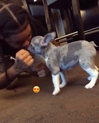 We pride ourselves on the quality care and love our french bulldog puppies receive at our open outdoor environment. Young M A Thank You Poetic French Bulldogs Facebook