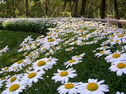 Producing multiple flowers per stem, this shasta will bloom reliably all summer long. Shasta Daisy Houzz