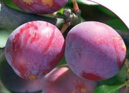 Image result for prunus domestica renkloda althana