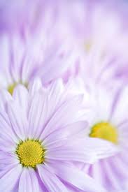 We did not find results for: Colorful Flower Images Free Stock Photos Download 15 488 Free Stock Photos For Commercial Use Format Hd High Resolution Jpg Images