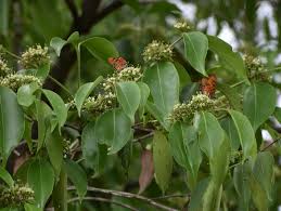 Image result for Psydrax martinii