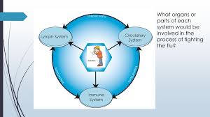 When the inside of your nose gets a tickle, a message is sent . Interrelationships Of Body Systems Ppt Download