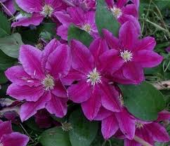 Clematis 'matka urszula ledochowska' kwitna pieknie kilkakrotnie martwi. Powojnik Clematis Hania Centrum Ogrodnicze Dammera