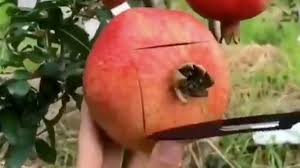 One more food life hack you need to know! Life Changing Pomegranate Cutting Hack Is Blowing People S Minds Mirror Online