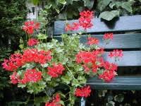 Vergelijk prijzen en boek congreshotels in oostenrijkse alpen, oostenrijk. Zomerplanten Fuchsia Geranium En Hortensia Huis En Tuin Tuin