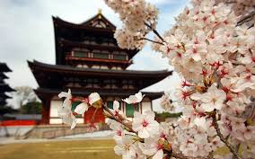 This is the place where they can be safe and be their selves. Anime Sakura Flower Background Novocom Top