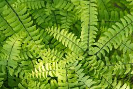 Image result for Adiantum patens