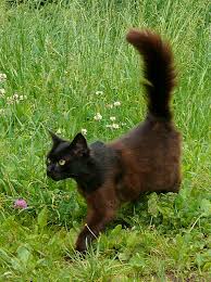 Their big and well tufted paws are built to. Cat With Brown Body Black Head And Big Tail Coming From T Flickr