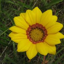 Image result for Gazania krebsiana