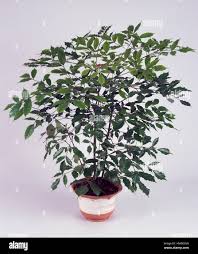 Image result for Leea guineensis