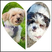 Adopt bonded Yorkshire terrier and Shih Tzu mix in Freeport NY