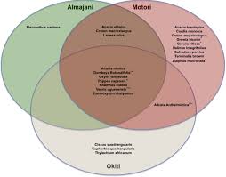 Image result for Lannea fulva