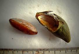 Image result for Pouteria adolfi-friedericii