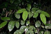 Image result for Strombosia scheffleri