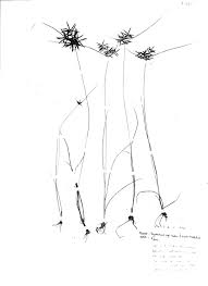 Image result for Pycreus polystachyos