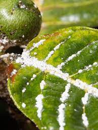 Os fungos podem ser classificados em quatro divisões principais: Conheca As Pragas Mais Comuns Em Plantas E Como Combate Las 16 05 2020 Uol Nossa