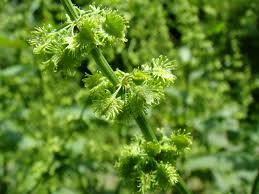 Image result for Rumex ruwenzoriensis