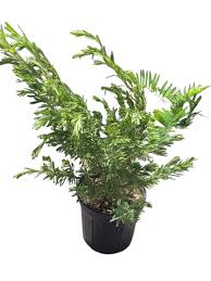 Image result for Suriana maritima