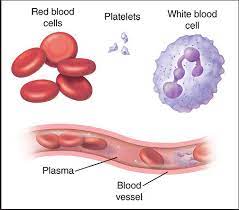 Bio-English: Blood. Red cells