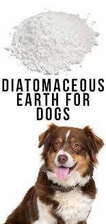 Not only can diatomaceous earth provide incredible health benefits for humans, it's also known to boost pet health. Diatomaceous Earth For Dogs Is It A Safe Remedy For Fleas Or Worms