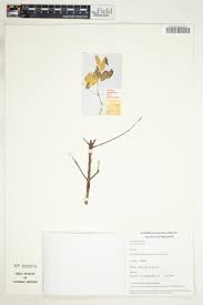 Image result for Elaeodendron matabelicum