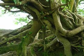 Information On The Root System Of Beech Trees