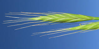 Image result for Brachypodium flexum