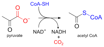 Citric Acid Cycle - Wikipedia