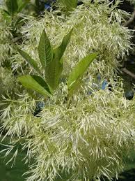 Image result for Chionanthus