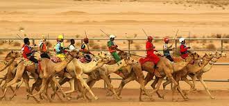 The whitish male camel, named nomas, is of a rare breed and was sold this week during a camel festival. How Come Saudi Arabia Imports Camels From Australia Quora