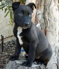 Black And White German Shepherd Mix Puppies Claire The Adoptable Shepherd Mix Pitbull Mix Puppies Pitbull Mix Puppies