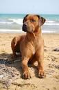 Rhodesian Ridgeback Puppies for Sale | Greenfield Puppies
