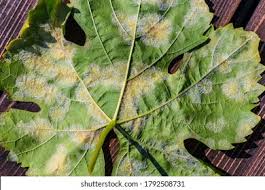Image result for peronospora grapevine