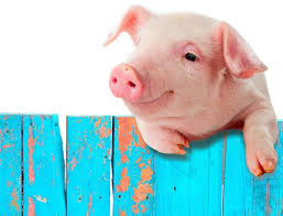 Though napoleon … read analysis of mr. Pig Names 300 Funny Cute Best Names For A Pet Piglet My Pet S Name