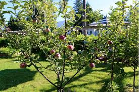 Free shipping on all orders over $99 from the tree center with arrive alive guarantee. Tiny Orchards Potted Fruit Trees Modern Farmer