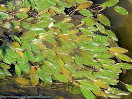 Image result for Potamogetonaceae
