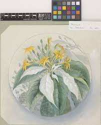 Image result for Mussaenda rivularis