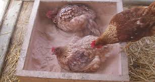 Dust baths help keep your chickens clean, and while it might seem odd, engaging in regular dust bathing rituals can help keep parasites at bay. Sandboxes Keep Chicken Parasites At Bay Science News