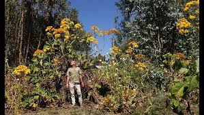 Image result for Polystachya steudneri