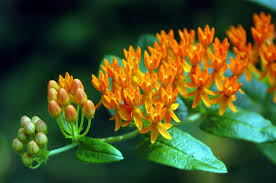These are observations of plants and animals from across the biologically and geographically diverse wester. Plants North Carolina Native Plant Society