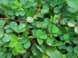 Image result for Grona triflora