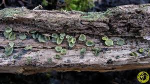 Image result for Chlorosplenium chlora
