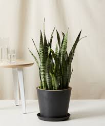 Image result for Sansevieria