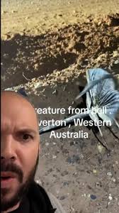 Scary Australian Bugs: Insect from Hell Exposed