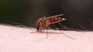 Creams you can buy are not supposed to be used on the eyes, around the bottom or genitals, or on broken or infected skin. Mosquito Bites Diagnosis And Treatment Mayo Clinic