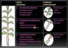 Apabila akar mula keluar, sudah boleh pindahkan ke pasu! Cara Mengakarkan Dahan Pokok Melalui Keratan Batang Guna Cecair Penggalak Akar Sentiasa Panas
