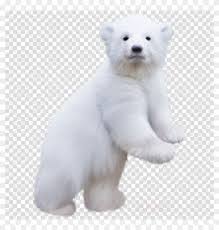 We did not find results for: Polar Bear Baby Png Clipart Polar Bear Brown Bear Baby Polar Bear Transparent Png Download 900x900 2975100 Pngfind