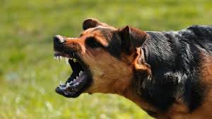 Menurut psikolog, mimpi diikuti anjing mungkin merujuk pada perampokan. Arti Mimpi Takut Dikejar Anjing Tanda Anda Berusaha Lari Dari Masalah Tribun Lampung