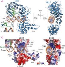 A sister chromatid refers to the identical copies (chromatids) formed by the dna replication of a chromosome, with both copies joined together by a common centromere. How Cohesin Ensures Sister Chromatids Segregate Correctly